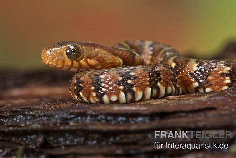 Gebänderte Wassernatter, Nerodia fasciata Gebänderte Wassernatter, Nerodia Fasciata -Interaquaristik Verkäufe Gebaenderte Wassernatter Nerodia fasciata 2