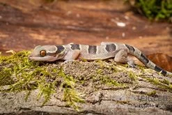Gebänderter Blattzehengecko, Hemidactylus Fasciatus -Interaquaristik Verkäufe Gebaenderter Blattzehengecko Hemidactylus fasciatus 3