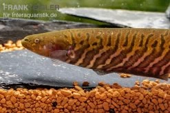 Interaquaristik Verkäufe 20 Gebänderter Messerfisch, Gymnotus Carapo