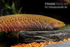 Interaquaristik Verkäufe -Interaquaristik Verkäufe Gebaenderter Messerfisch Gymnotus carapo2