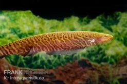 Gebänderter Messerfisch, Gymnotus Carapo -Interaquaristik Verkäufe Gebaenderter Messerfisch Gymnotus carapo3