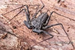 Geißelspinne, Phrynus Mexicanum