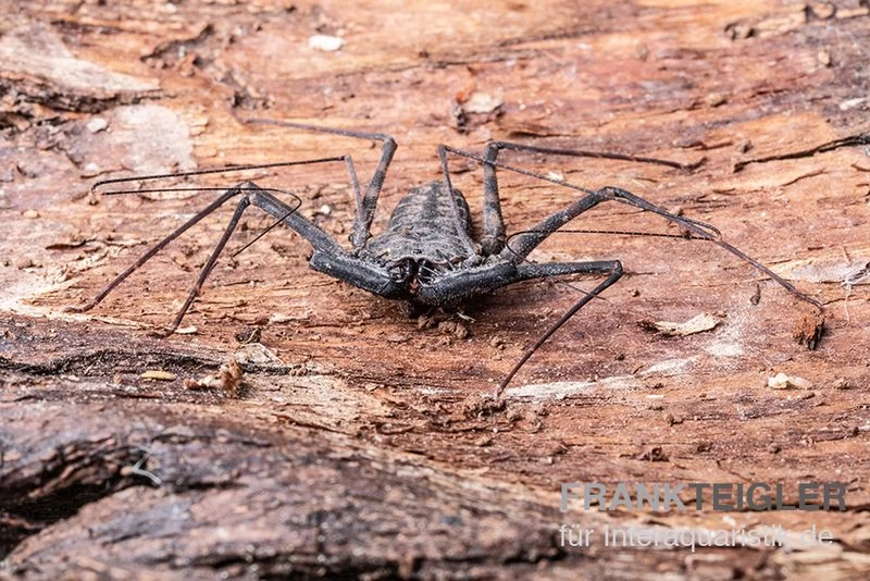 Geißelspinne, Phrynus mexicanum Geißelspinne, Phrynus Mexicanum -Interaquaristik Verkäufe Geisselspinne Phrynus mexicanum 2