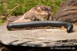 Gelbfüssiger Tausendfüßer, Microtrullius Uncinatus -Interaquaristik Verkäufe Gelbfuessiger Tausendfuesser Microtrullius uncinatus 3