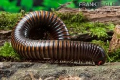 Gelbgebänderter Riesentausendfüßer, Pelmatojulus Ligulatus -Interaquaristik Verkäufe Gelbgebaenderter Riesentausendfuesser Pelmatojulus ligulatus 3