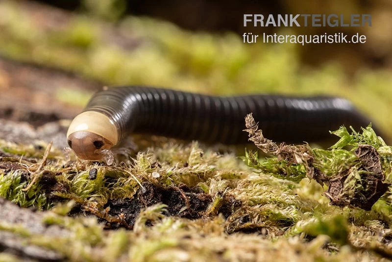 Gelbkopf Tausendfüßer, Spirobolus sp. "Yellow Head" Gelbkopf Tausendfüßer, Spirobolus Sp. "Yellow Head" -Interaquaristik Verkäufe Gelbkopf Tausendfuesser Spirobolus sp Yellow Head 1