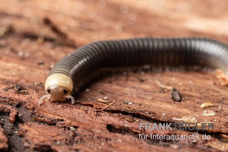 Gelbkopf Tausendfüßer, Spirobolus sp. "Yellow Head" Gelbkopf Tausendfüßer, Spirobolus Sp. "Yellow Head" -Interaquaristik Verkäufe Gelbkopf Tausendfuesser Spirobolus sp Yellow Head 5