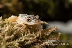 Gelbpunktriedfrosch, Heterixalus Alboguttatus -Interaquaristik Verkäufe Gelbpunktriedfrosch Heterixalus alboguttatus 3