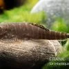 Gelbschwanz Flossensauger, Pseudogastromyzon Viriosus -Interaquaristik Verkäufe Gelbschwanz Flossensauger Gastromyzon viriosus 2
