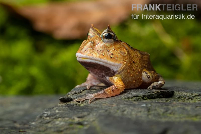 Gemalter Hornfrosch (red), Ceratophrys cornuta Gemalter Hornfrosch (red), Ceratophrys Cornuta -Interaquaristik Verkäufe Gemalter Hornfrosch Ceratophrys cornuta 1 2 jpg