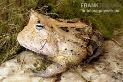 Gemalter Hornfrosch (red), Ceratophrys Cornuta 5 Gemalter Hornfrosch (red), Ceratophrys Cornuta -Interaquaristik Verkäufe Gemalter Hornfrosch Ceratophrys cornuta 1