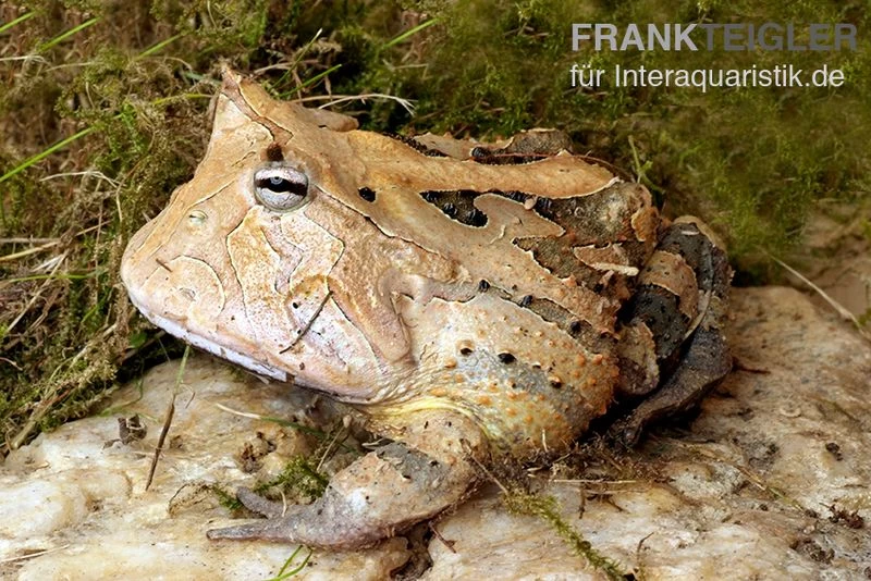 Gemalter Hornfrosch (red), Ceratophrys cornuta Gemalter Hornfrosch (red), Ceratophrys Cornuta -Interaquaristik Verkäufe Gemalter Hornfrosch Ceratophrys cornuta 1