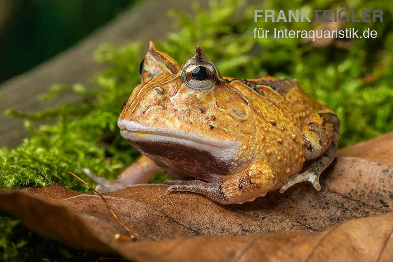Gemalter Hornfrosch (red), Ceratophrys cornuta Gemalter Hornfrosch (red), Ceratophrys Cornuta -Interaquaristik Verkäufe Gemalter Hornfrosch Ceratophrys cornuta 1 1