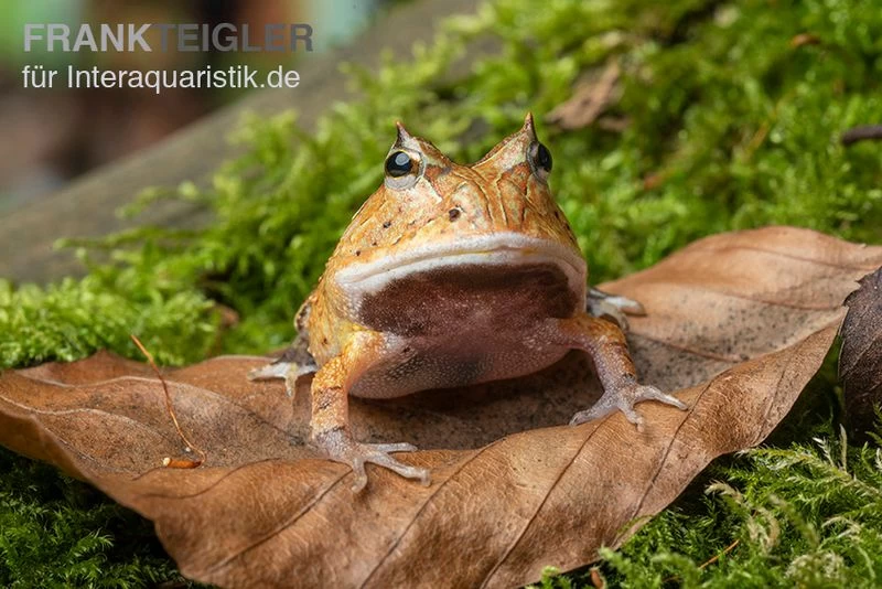Gemalter Hornfrosch (red), Ceratophrys cornuta Gemalter Hornfrosch (red), Ceratophrys Cornuta -Interaquaristik Verkäufe Gemalter Hornfrosch Ceratophrys cornuta 2