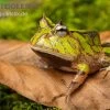 Gemalter Hornfrosch (grün), Ceratophrys Cornuta Green -Interaquaristik Verkäufe Gemalter Hornfrosch gruen Ceratophrys cornuta green 1