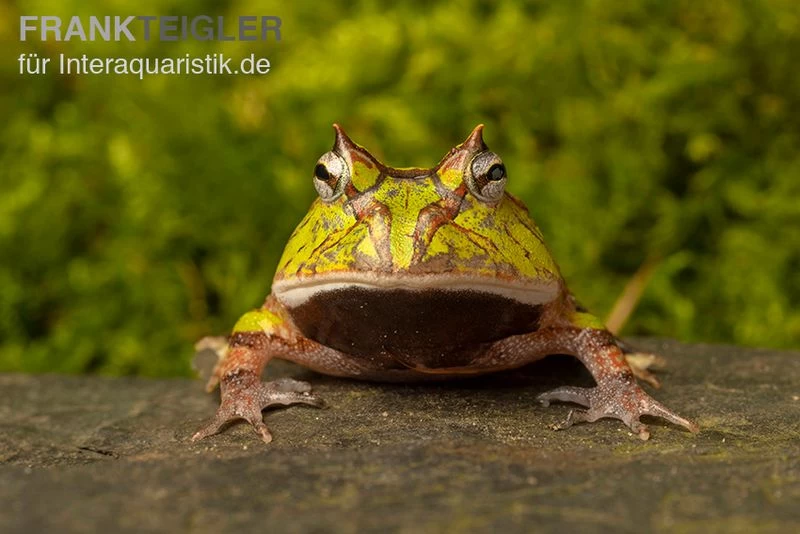 Gemalter Hornfrosch (grün), Ceratophrys cornuta green Gemalter Hornfrosch (grün), Ceratophrys Cornuta Green -Interaquaristik Verkäufe Gemalter Hornfrosch gruen Ceratophrys cornuta green 3 jpg