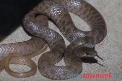 Geoffroy-Renner, Platyceps Florulentus 4 Geoffroy-Renner, Platyceps Florulentus -Interaquaristik Verkäufe Geoffroy Renner Platyceps florulentus 3