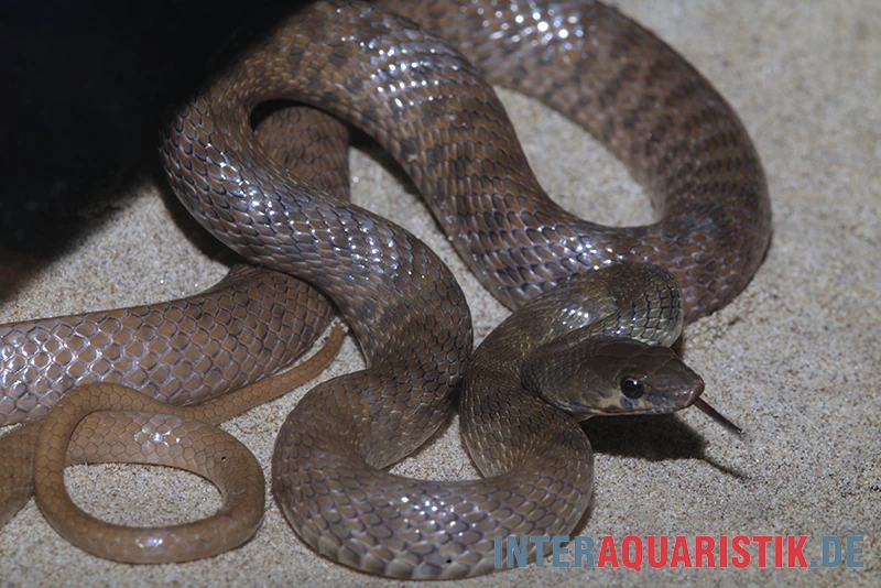 Geoffroy-Renner, Platyceps florulentus Geoffroy-Renner, Platyceps Florulentus -Interaquaristik Verkäufe Geoffroy Renner Platyceps florulentus 3