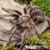 Gestreifte Guatemala-Vogelspinne, Aphonopelma Seemanni -Interaquaristik Verkäufe Gestreifte Guatemala Vogelspinne Aphonopelma seemanni 1