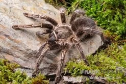 Gestreifte Guatemala-Vogelspinne, Aphonopelma Seemanni