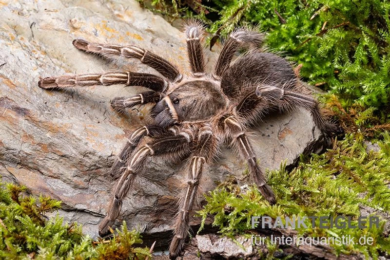 Gestreifte Guatemala-Vogelspinne, Aphonopelma seemanni Gestreifte Guatemala-Vogelspinne, Aphonopelma Seemanni -Interaquaristik Verkäufe Gestreifte Guatemala Vogelspinne Aphonopelma seemanni 1