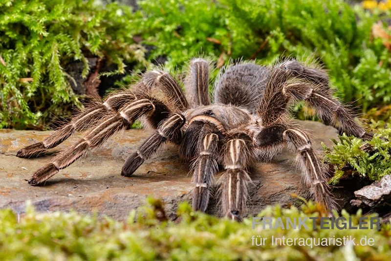 Gestreifte Guatemala-Vogelspinne, Aphonopelma seemanni Gestreifte Guatemala-Vogelspinne, Aphonopelma Seemanni -Interaquaristik Verkäufe Gestreifte Guatemala Vogelspinne Aphonopelma seemanni 2