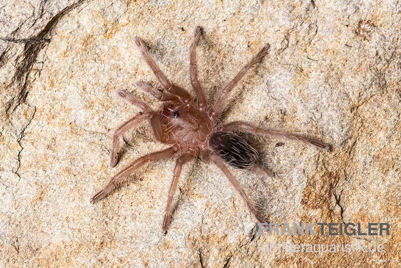 Gestreifte Guatemala-Vogelspinne, Aphonopelma seemanni Gestreifte Guatemala-Vogelspinne, Aphonopelma Seemanni -Interaquaristik Verkäufe Gestreifte Guatemala Vogelspinne Aphonopelma seemanni Spiderling