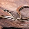 Gestreifte Sumpfschlange, Psammophis Praeornatus -Interaquaristik Verkäufe Gestreifte Sumpfschlange Psammophis praeornatus 1