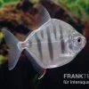 Gestreifter Scheibensalmler, Metynnis Fasciatus 1 Gestreifter Scheibensalmler, Metynnis Fasciatus -Interaquaristik Verkäufe Gestreifter Scheibensalmler Metynnis fasciatus