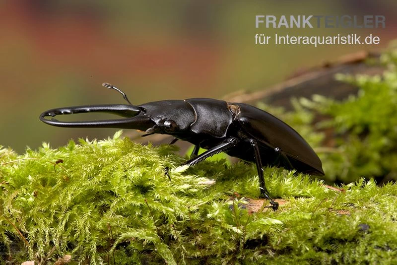 Giraffenhirschkäfer, Prosopocoilus giraffa Giraffenhirschkäfer, Prosopocoilus Giraffa -Interaquaristik Verkäufe Giraffenhirschkaefer Prosopocoilus giraffa