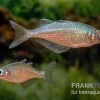 Gidomen-Regenbogenfisch, Glossolepis Spec. Gidomen, 5 Tiere -Interaquaristik Verkäufe Glossolepis Spec Gidomen village