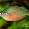 Dorityi-Regenbogenfisch, Glossolepis Dorityi, 5 Tiere -Interaquaristik Verkäufe Glossolepis dorityi 14