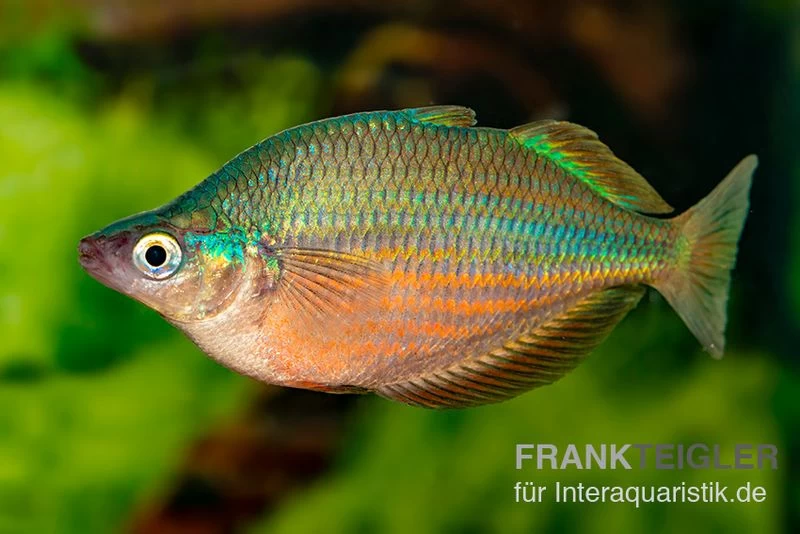 Dorityi-Regenbogenfisch, Glossolepis dorityi, 5 Tiere Dorityi-Regenbogenfisch, Glossolepis Dorityi, 5 Tiere -Interaquaristik Verkäufe Glossolepis dorityi 14