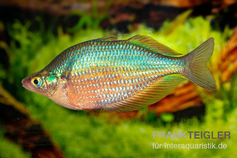 Dorityi-Regenbogenfisch, Glossolepis dorityi, 5 Tiere Dorityi-Regenbogenfisch, Glossolepis Dorityi, 5 Tiere -Interaquaristik Verkäufe Glossolepis dorityi 7
