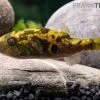 Glühaugen-Kugelfisch, Tetraodon Cutcutia -Interaquaristik Verkäufe Gluehaugen Kugelfisch Tetraodon cutcutia 1