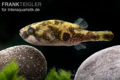 Glühaugen-Kugelfisch, Tetraodon Cutcutia -Interaquaristik Verkäufe Gluehaugen Kugelfisch Tetraodon cutcutia 3