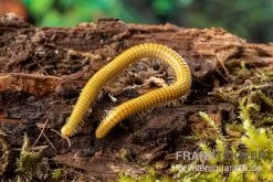 Golden-Cave-Tausendfüßer, Spiroboulus Sp. “Golden Cave”