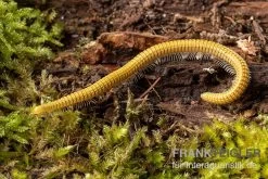 Golden-Cave-Tausendfüßer, Spiroboulus Sp. “Golden Cave” -Interaquaristik Verkäufe Golden Cave Tausendfuesser Spirobolus sp Golden Cave 3