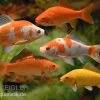 5x Goldfisch Im Mix, Carassius Auratus (Kaltwasser) 2 5x Goldfisch Im Mix, Carassius Auratus (Kaltwasser) -Interaquaristik Verkäufe Goldfisch mix Carassius auratus Mix