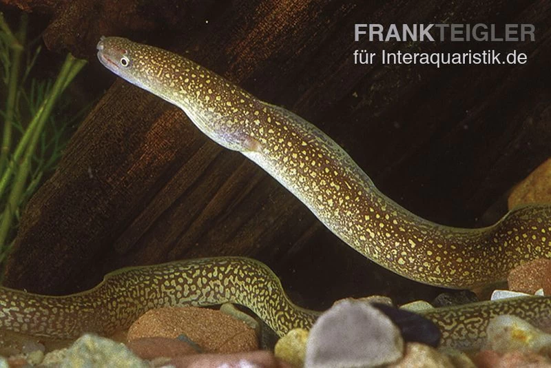 Goldstaubmuräne, Gymnothorax tile (Rarität) Goldstaubmuräne, Gymnothorax Tile (Rarität) -Interaquaristik Verkäufe Goldstaubmuraene Gymnothorax tile Raritaet