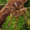 Goliath-Vogelspinne, Theraphosa Stirmi -Interaquaristik Verkäufe Goliath Vogelspinne Theraphosa stirmi