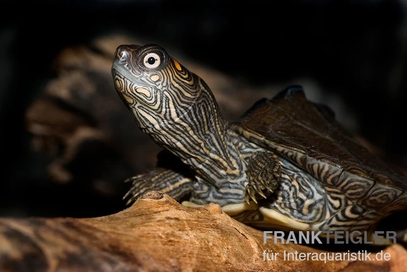 Mississippi Höckerschildkröte, Graptemys kohnii FZ Mississippi Höckerschildkröte, Graptemys Kohnii FZ -Interaquaristik Verkäufe Graptemys kohnii Mississippi Hoeckerschildkroete