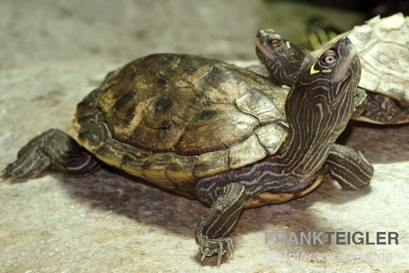 Mississippi Höckerschildkröte, Graptemys kohnii FZ Mississippi Höckerschildkröte, Graptemys Kohnii FZ -Interaquaristik Verkäufe Graptemys pseudogeographica kohnii