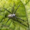 Grass Cross Spider, Argiope Catenulata (Wespenspinne)