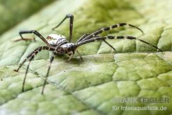 Grass Cross Spider, Argiope Catenulata (Wespenspinne) -Interaquaristik Verkäufe Grass Cross Spider Argiope catenulata 03