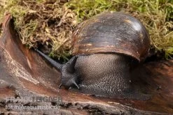 Große Achatschnecke, Archachatina Marginata Ovum 4 Große Achatschnecke, Archachatina Marginata Ovum -Interaquaristik Verkäufe Grosse Achatschnecke Archachatina marginata ovum 3