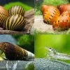 Bundle Große Putz-Truppe: 5 X Rennschnecke + 2 X Tylomelania + 6 X Amanogarnele 1 Bundle Große Putz-Truppe: 5 X Rennschnecke + 2 X Tylomelania + 6 X Amanogarnele -Interaquaristik Verkäufe Grosse Putz Truppe 6 Rennschnecke 2 Tylomelania 5 A