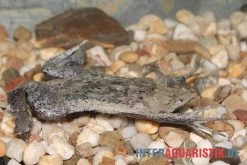 Große Wabenkröte, Pipa Pipa -Interaquaristik Verkäufe Grosse Wabenkroete Pipa pipa 3