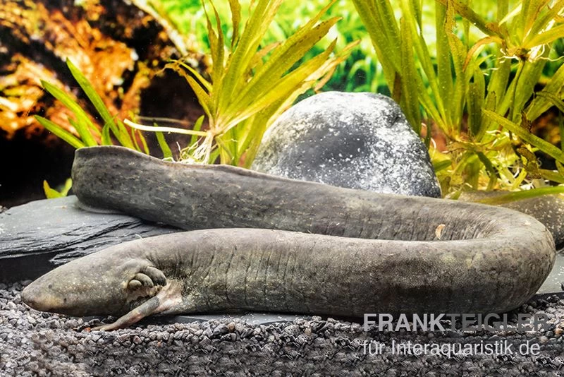 Großer Armmolch, Siren lacertina Großer Armmolch, Siren Lacertina -Interaquaristik Verkäufe Grosser Armmolch Siren lacertina1