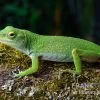 Großer Grün-Anolis, Anolis Biporcatus -Interaquaristik Verkäufe Grosser Gruen Anolis Anolis biporcatus 1